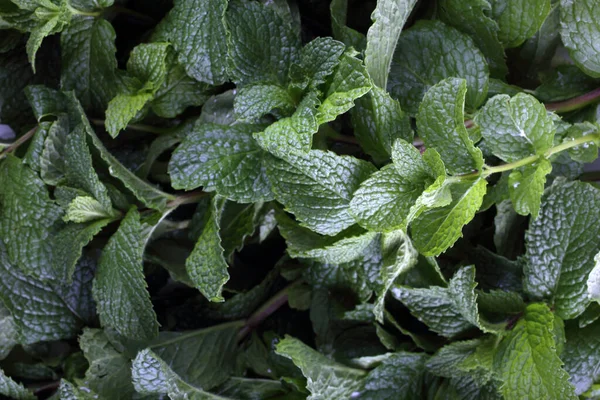 Mint Bakgrund Färska Blad — Stockfoto