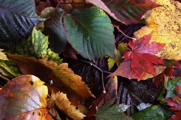 Närbild Fallna Höstlöv — Stockfoto