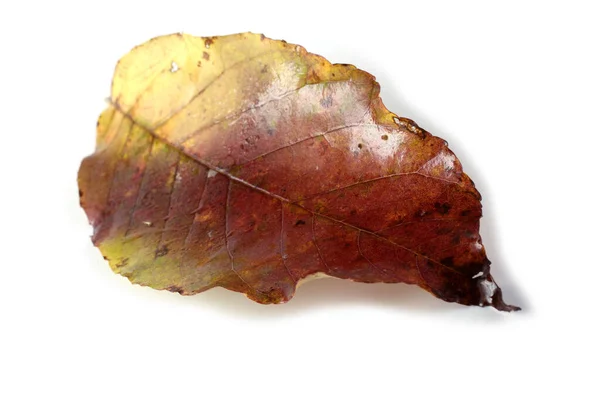 Herfst Bladeren Geïsoleerd Witte Achtergrond — Stockfoto