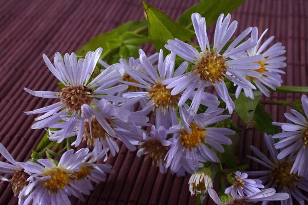 Primo Piano Incredibili Fiori Fiore — Foto Stock