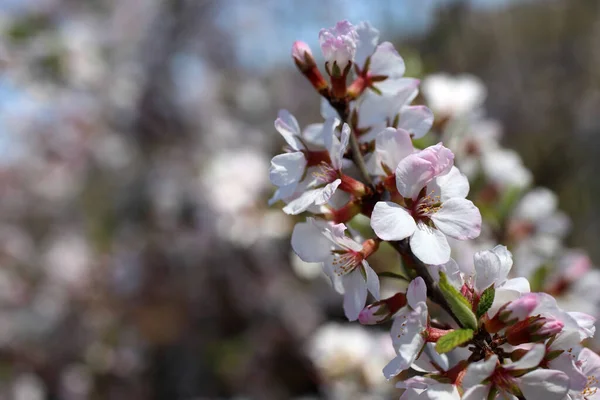 Nanking Cherry Blossom Spring Flowers — Stock Photo, Image