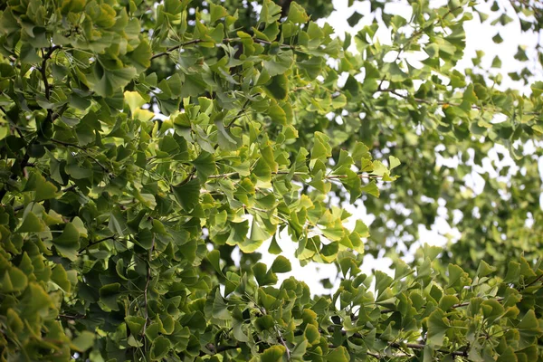 Ginkgo biloba tree. Living fossil