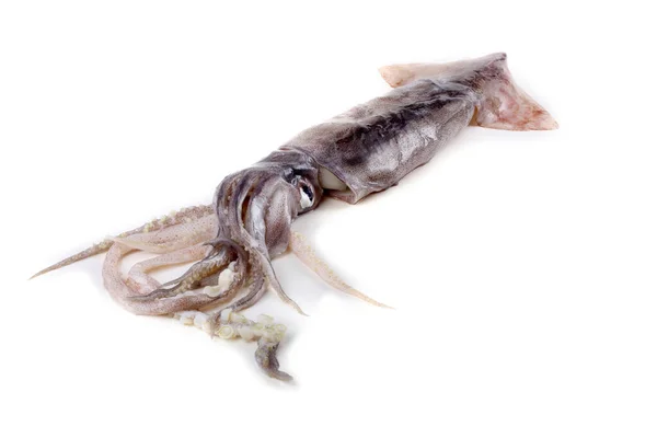 Tintenfisch Isoliert Auf Weiß — Stockfoto