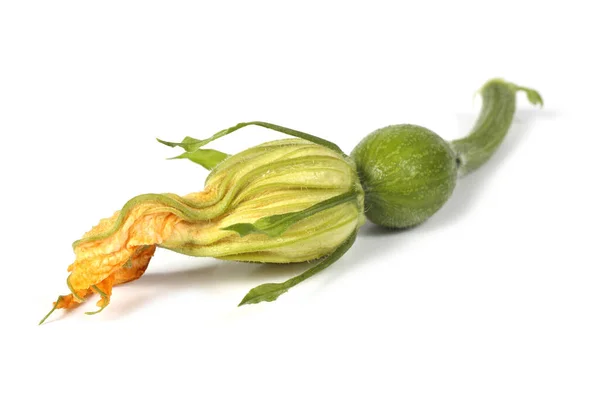 Dişi balkabağı çiçeği beyazda izole edilmiş.