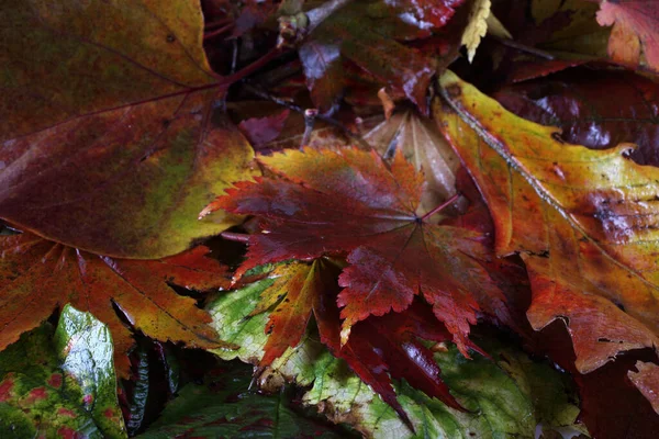 Närbild Fallna Höstlöv — Stockfoto