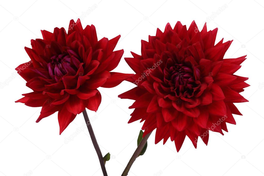 Two growing red dahlia flowers