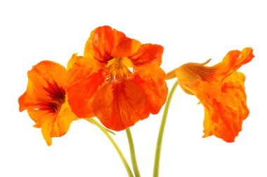 Büyüyen nasturtiyum beyazda izole edilmiş.