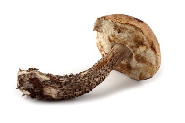 Beyaz arka planda izole edilmiş boletus edulis mantarları.