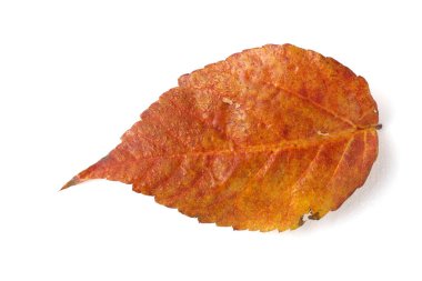 Parlak sonbahar yapraklarını kapatın.