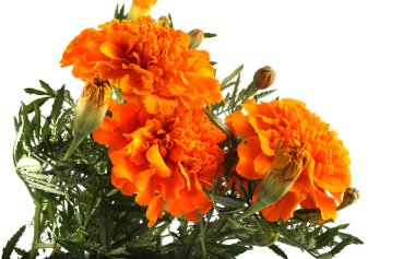 beyaz arkaplanda izole edilmiş kadife çiçekleri