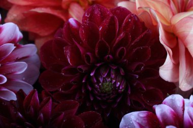 İnanılmaz çiçeklere yakın.