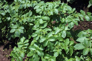 Patates yetiştiriyorum. Sahada patates hasadı