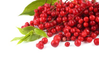 Schisandra Chinensis beyazı izole etti