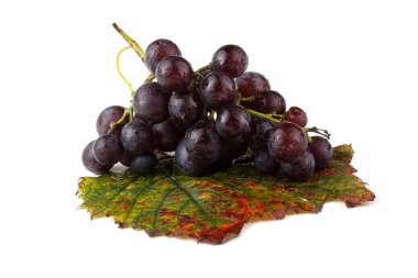 Sonbahar yaprağında siyah şarap üzümü