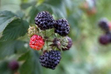 Büyüyen siyah ahududu (Rubus occidentalis)
