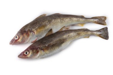 Safran morina balığı beyazda izole edilmiş.