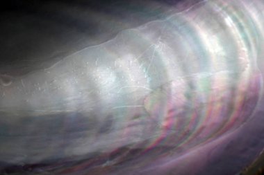 Çoklu renkli midye kabuğu arkaplanı