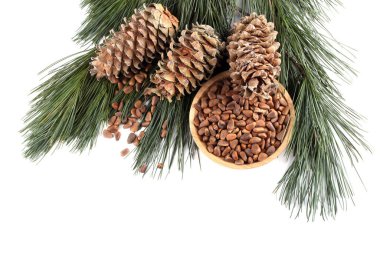 Çam fıstığı. Hassasiyet