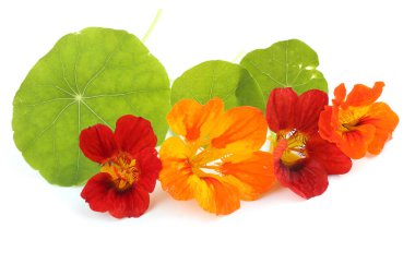 Beyazda izole edilmiş Nasturtiyumlar