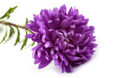 Violet aster beyazda izole edilmiş