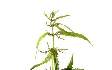 Büyüyen ısırgan otu beyazı izole eder