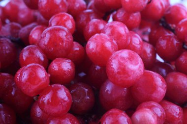 Schisandra chinensis böğürtlen arka planı