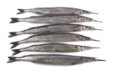 Garfish beyazda izole edilmiş.