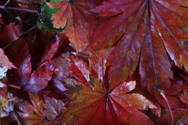 Sonbahar yapraklarını kapatın. Desenli arkaplan