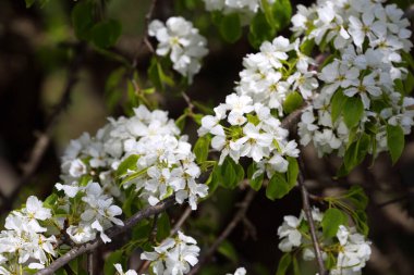 İnanılmaz çiçeklere yakın.