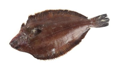 Düz başlı taban (Hipoglossoides elassodon) beyaz üzerinde izole