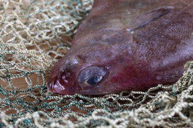 Düz baş tabanı (Hippoglossoides elassodon) internette