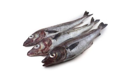 Beyaz arkaplanda Pollock