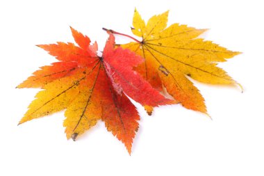 sonbahar yaprakları beyaz arkaplanda izole