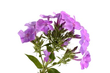 Phlox beyaz üzerine izole