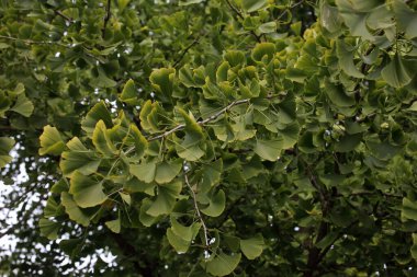 Ginkgo biloba ağacı. Yaşayan fosil