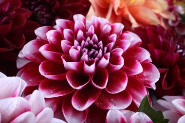 İnanılmaz çiçeklere yakın.