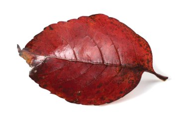 sonbahar yaprakları beyaz arkaplanda izole