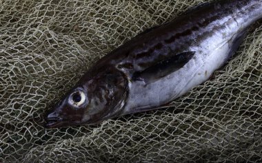 Pollock internette. Yakalayın