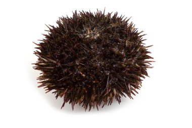 Gri deniz kestanesi beyazda izole edilmiş