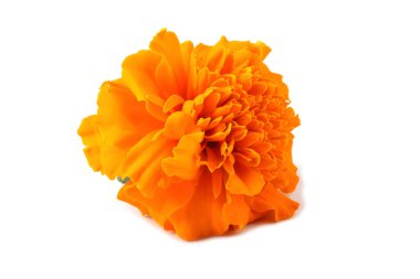 Marigold çiçeği beyaz arkaplanda izole edilmiş.