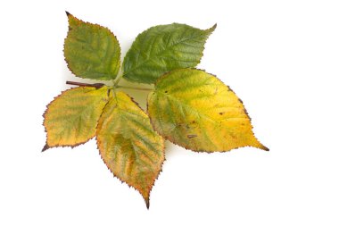 Blackberry 'nin sonbahar yaprakları beyaz arkaplanda