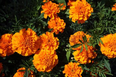 İnanılmaz çiçeklere yakın.