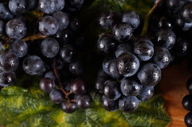 Sonbahar yapraklarında siyah şarap üzümü
