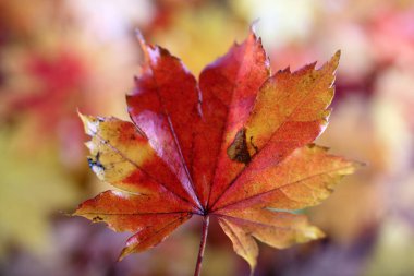 Sonbahar yapraklarını kapatın. Desenli arkaplan