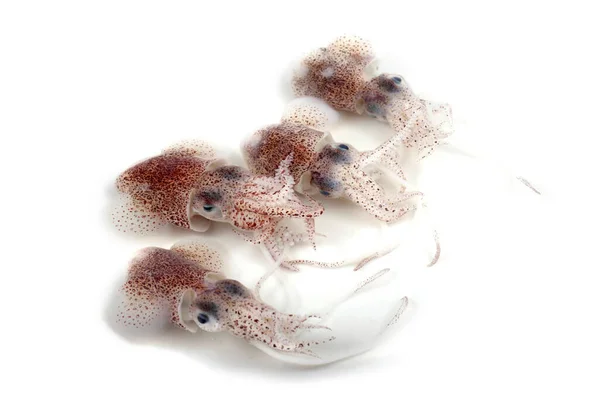 Little Cuttlefishes Isolated White — Stock Photo, Image