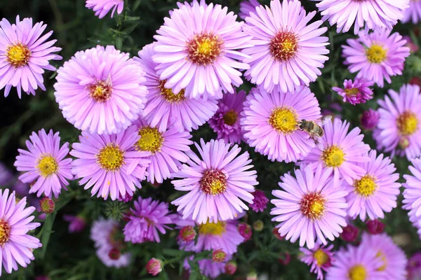 Primo Piano Incredibili Fiori Fiore — Foto Stock