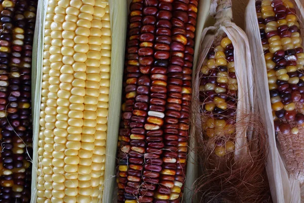 Close up of ripe corn harvest