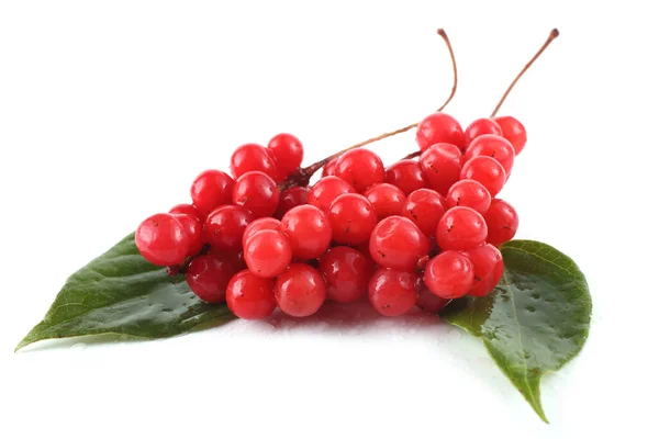 Schisandra chinensis (beş un meyvesi, manolya üzümü) yaprakları üzerinde