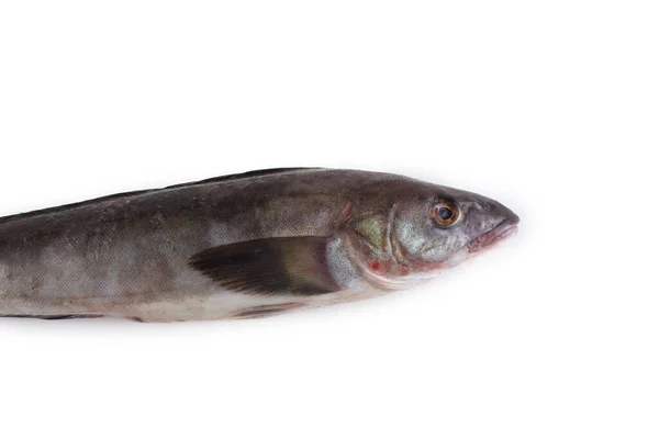 Branzino Isolato Bianco — Foto Stock