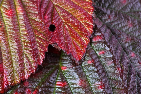 Macro Disparo Hojas Otoño — Foto de Stock